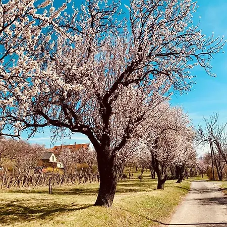 Panorama Nyaralo Hébergement de vacances Szentbekkalla