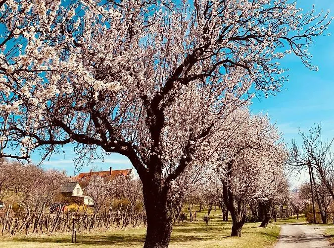Panorama Nyaralo Vakantiehuis Szentbekkalla